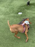Canine Playtime on the Lawn