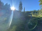 Sunbeams among the Evergreens