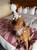 Party Pup