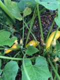 Bountiful Harvest of Yellow Squash