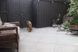 Canine Enjoying Nature in the Backyard