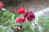 Beauty in the Garden