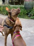Two Dogs Meet on the Walkway