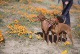 Walking with Flower Dogs