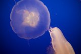Graceful Underwater Ballet at the Monterey Bay Aquarium