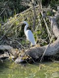 Great Egret in its Natural Habitat