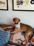 Canine Comfort
