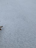 A Winter Stroll