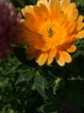 Daisy Bug
