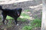 The Lone Canine