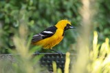Vibrant Hooded Oriole Perched on Barbed Wire
