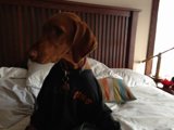 Home is Where the Hound is