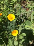 A Burst of Yellow