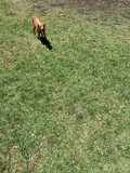 Rolling in the Grass
