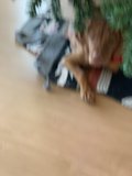 A Cozy Christmas Companion