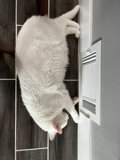 Cozy Companion