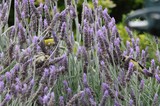 Goldfinches Feeding Among Purple Lavender Blooms