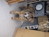 Timekeeping Companion