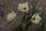 Beauty in Threes
