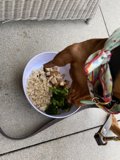 Hungry Pup