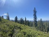 Majestic View of the Evergreens and Mountains