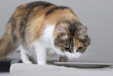 Dinner time for a Manx Cat
