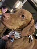 Stylish Vizsla with a Bandana