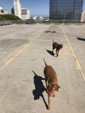 Running Canine Duo