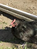 Black Chicken on the Loose