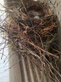 Nature's Cradle
