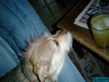 Fido Takes a Break