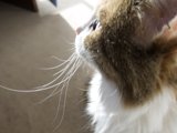 Curious Cat