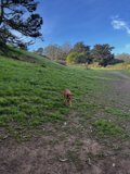 The Serene Canine and the Lonesome Tree