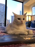 Feline Office Assistant