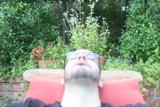 Herbal Garden Portrait