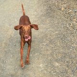 Vizsla Mountain View
