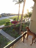 Three Dogs Enjoying Summer on a Balcony