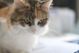 Feline Gaze