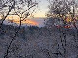 Frosty Sunset from a Towering Fir