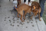 Two Canine Companions on the Concrete Floor