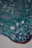 Cellular Lace