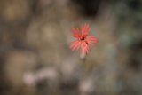 Scarlet Beauty in the Arid Lands