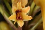 Vibrant Yellow Lily Captured Up Close