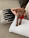 Home Décor Paw-fection