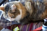 A Festive Feline Relaxing with a Brew