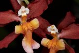 Blooming Orchids