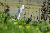 Great Egret Hunting in Wetland Marsh Vegetation