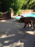 Canine Poolside Oasis