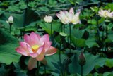 Serenity in the Pond