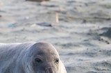 Young Elephant Seal Pup Close-Up at Drakes Beach